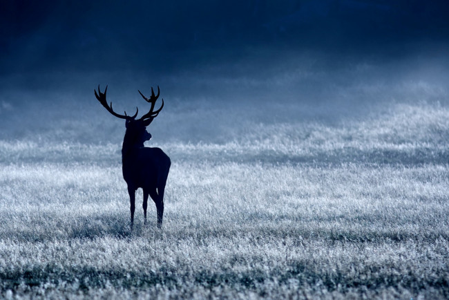 Обои картинки фото животные, олени, олень, благородный, синий, белый