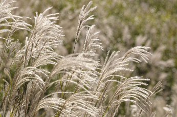 Картинка природа макро боке пушистая трава поле takaten