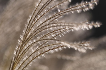 Картинка природа макро takaten боке пушистая поле трава