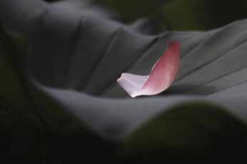 Картинка природа макро takaten лепесток лист