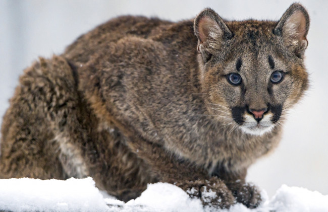 Обои картинки фото животные, пумы, пума, горный, лев, малыш, хищник, взгляд