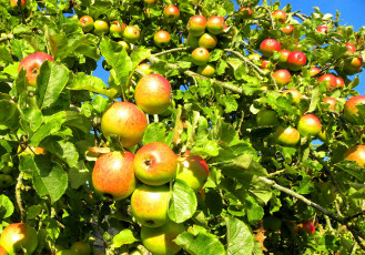 Картинка природа плоды яблоки