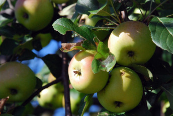 Картинка природа плоды яблоки