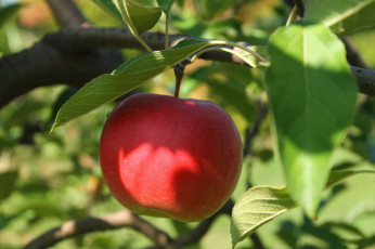 Картинка природа плоды яблоки