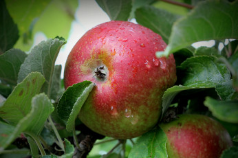 Картинка природа плоды яблоки
