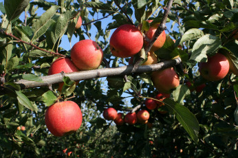 Картинка природа плоды яблоки