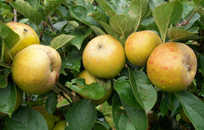 Обои картинки фото природа, плоды, яблоки