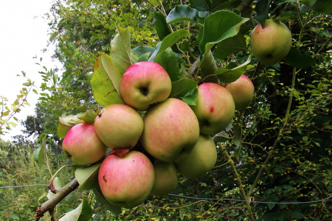 Обои картинки фото природа, плоды, яблоки