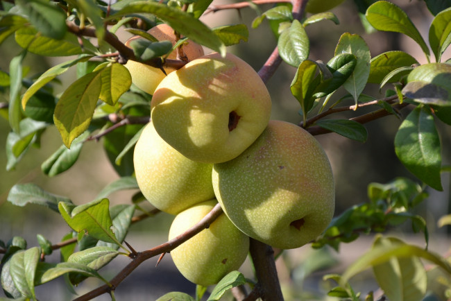 Обои картинки фото природа, плоды, яблоки