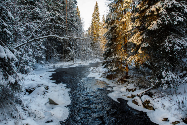 Обои картинки фото природа, реки, озера, река, лес