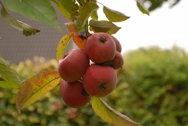 Обои картинки фото природа, плоды, яблоки