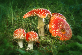 Картинка природа грибы +мухомор грибок