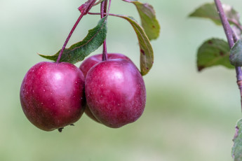 Картинка природа плоды яблочко