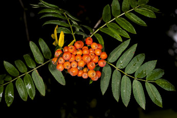 Картинка природа Ягоды +рябина ягоды