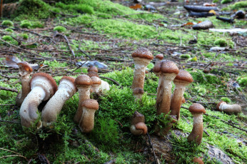 Картинка природа грибы грибок