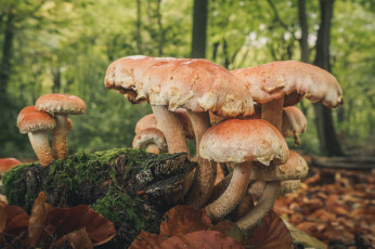 Картинка природа грибы грибок