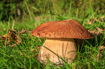 Картинка природа грибы грибок