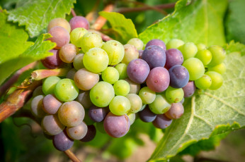 Картинка природа Ягоды +виноград ягоды