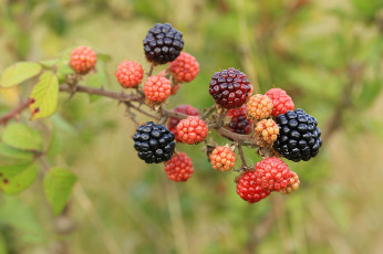 Картинка природа Ягоды ягоды