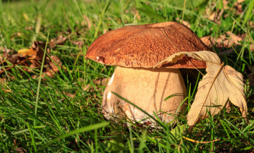 Картинка природа грибы грибок