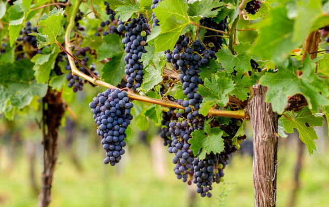 Обои картинки фото природа, Ягоды,  виноград, ягоды