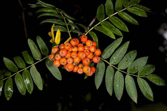 Обои картинки фото природа, Ягоды,  рябина, ягоды