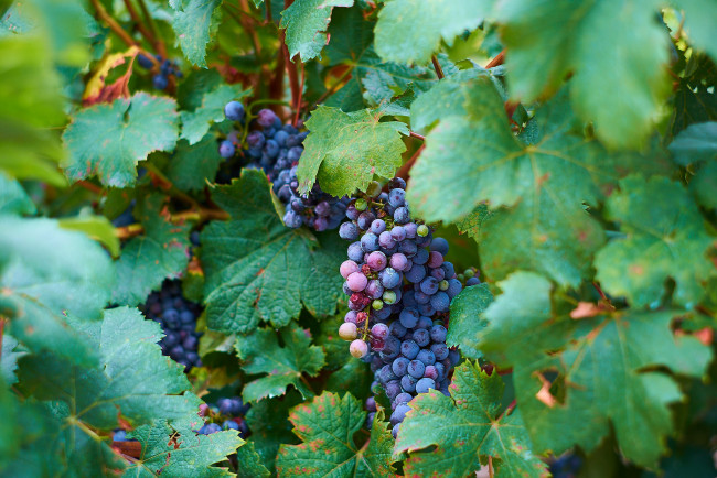 Обои картинки фото природа, Ягоды,  виноград, ягоды