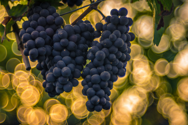 Обои картинки фото природа, Ягоды,  виноград, ягоды