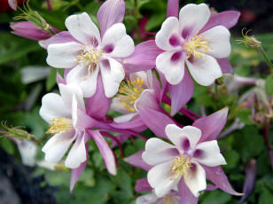 Картинка цветы аквилегия+ водосбор