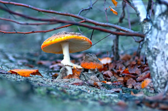 Картинка природа грибы +мухомор мухомор