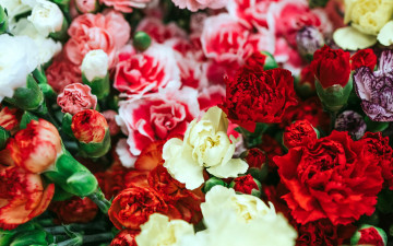 Картинка цветы гвоздики разноцветные