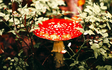 Картинка природа грибы +мухомор мухомор
