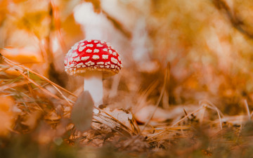 Картинка природа грибы +мухомор мухомор