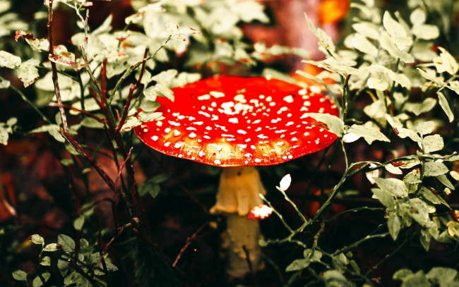 Обои картинки фото природа, грибы,  мухомор, мухомор