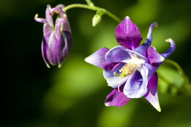 Обои картинки фото цветы, аквилегия , водосбор