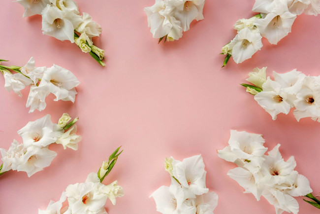 Обои картинки фото цветы, гладиолусы, белый