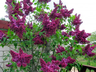 Картинка цветы сирень куст лиловая весна