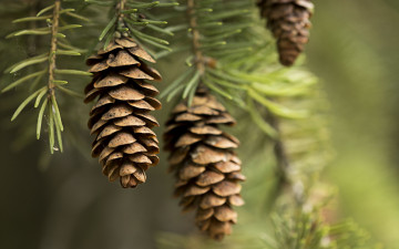 Картинка природа шишки +жёлуди +каштаны