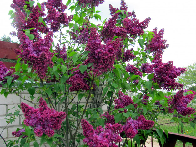 Обои картинки фото цветы, сирень, куст, лиловая, весна