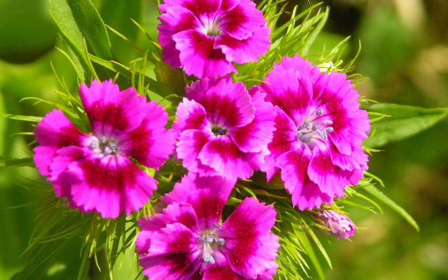 Обои картинки фото цветы, гвоздики, макро, гвоздика, шабо