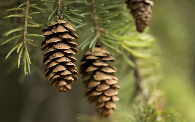 Обои картинки фото природа, шишки,  жёлуди,  каштаны