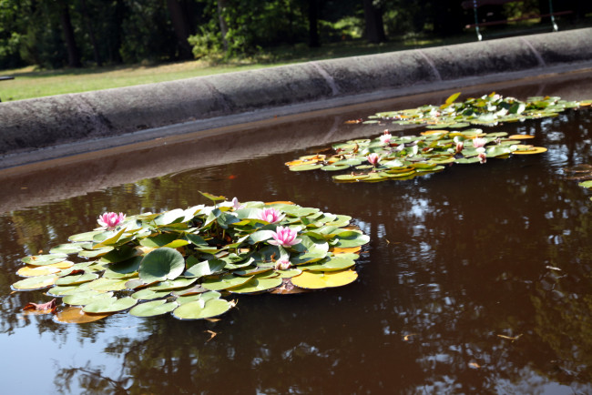 Обои картинки фото цветы, лилии водяные,  нимфеи,  кувшинки, лилии