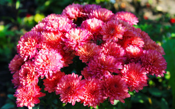 Картинка цветы хризантемы хризантема