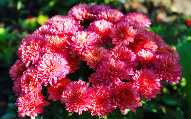 Обои картинки фото цветы, хризантемы, хризантема