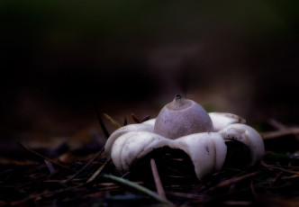 Картинка природа грибы гриб