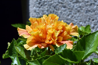 Картинка цветы гибискусы желтый гибискус макро