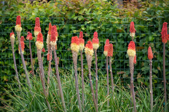 Картинка kniphofia+uvaria цветы kniphofia uvaria
