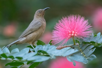 Картинка животные птицы птица