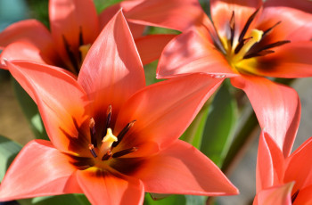 Картинка цветы тюльпаны лепестки