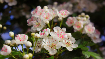 Картинка цветы цветущие+деревья+ +кустарники боярышник белые